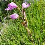 Cephalanthera rubra Blüte