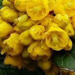 Berberis julianae ফুল