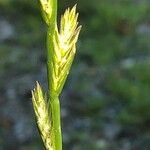 Lolium perenne Flower