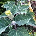 Datura innoxiaFlower