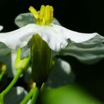 Raphanus raphanistrum Flower