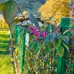 Callicarpa americana Plod