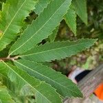 Castanea dentata Leaf