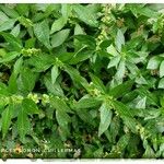 Parietaria officinalis Leaf