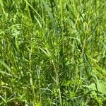 Galium × pomeranicum पत्ता