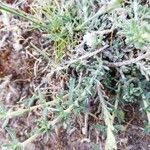 Dianthus gyspergerae Hoja