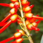 Erythrina globocalyx Vaisius