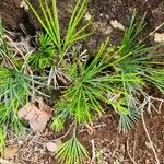 Actiniopteris semiflabellata Habit