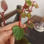 Begonia hirtella 葉