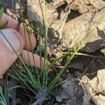 Fimbristylis autumnalis Blüte