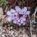 Iberis carnosa Flor