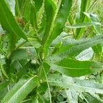 Cirsium monspessulanum Leaf