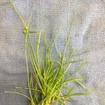 Cyperus brevifoliusপাতা