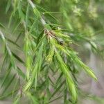 Melaleuca alternifolia Yaprak