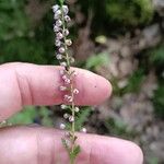 Calluna vulgarisFlor