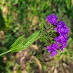 Verbena rigida Цвят