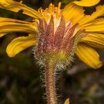 Arnica montana Bark