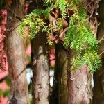 Taxus brevifolia ഇല