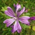 Malva sylvestrisBlomma