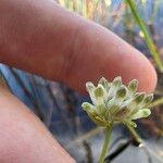 Burmannia capitata Flower