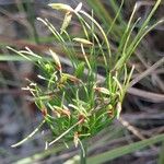 Cyperus prolifer Flower