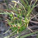 Cyperus prolifer Õis