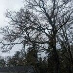Quercus garryana Hoja