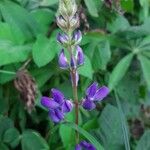 Lupinus perennis 花