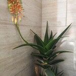 Aloe ciliaris ᱥᱟᱠᱟᱢ