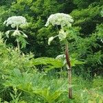 Heracleum mantegazzianumFlower