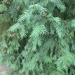 Torreya nucifera 叶