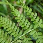 Athyrium filix-femina List