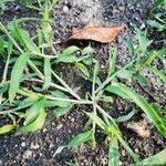 Digitaria sanguinalis Лист