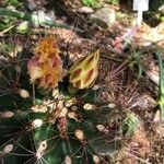 Ferocactus hamatacanthus Květ