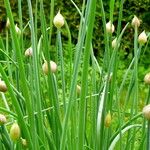 Allium schoenoprasum Habitus