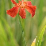 Iris fulva Fleur
