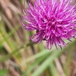 Cirsium pannonicum