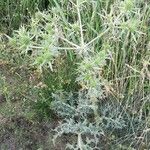 Eryngium campestre عادت داشتن