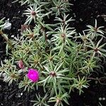 Portulaca grandiflora عادت داشتن