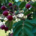 Amelanchier canadensis Fruit