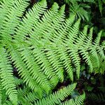 Athyrium filix-femina Leaf