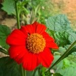 Tithonia rotundifoliaКвітка