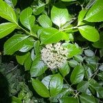 Viburnum nudum 花