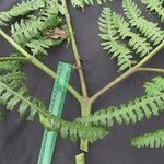 Pteris navarrensis その他の提案