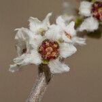 Rhus microphylla Flower