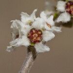 Rhus microphylla Кветка