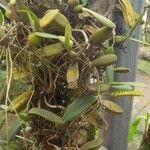 Bulbophyllum scaberulum عادت داشتن