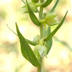 Epipactis phyllanthes Flower