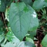 Persicaria chinensis Leaf