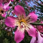 Ceiba speciosa Flor